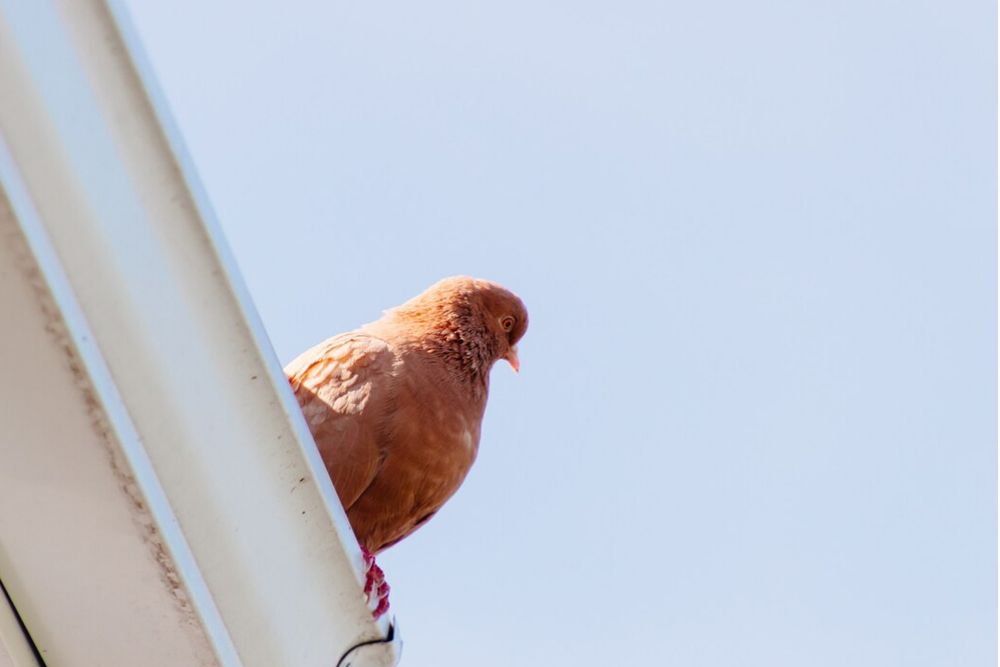 Effectively Combat Roof Pests