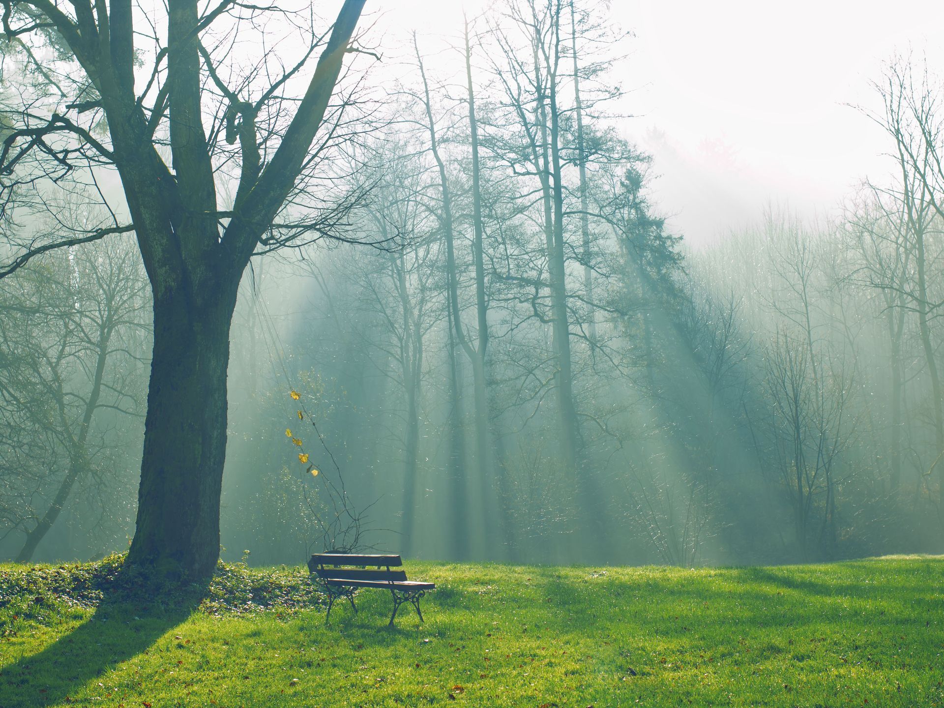 Foggy park with bare trees, a green lawn, and a bench in soft morning light