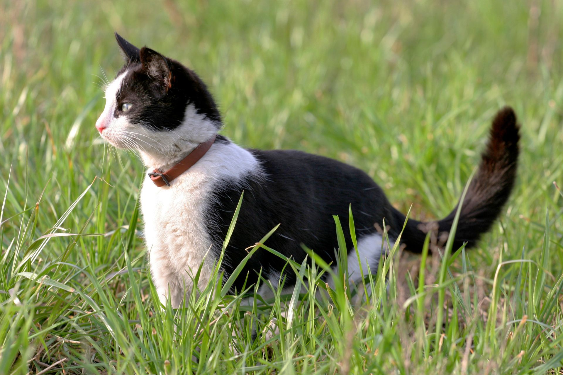 Fierce Cat - Belmont, WA - Belmont Avenue Veterinary Hospital