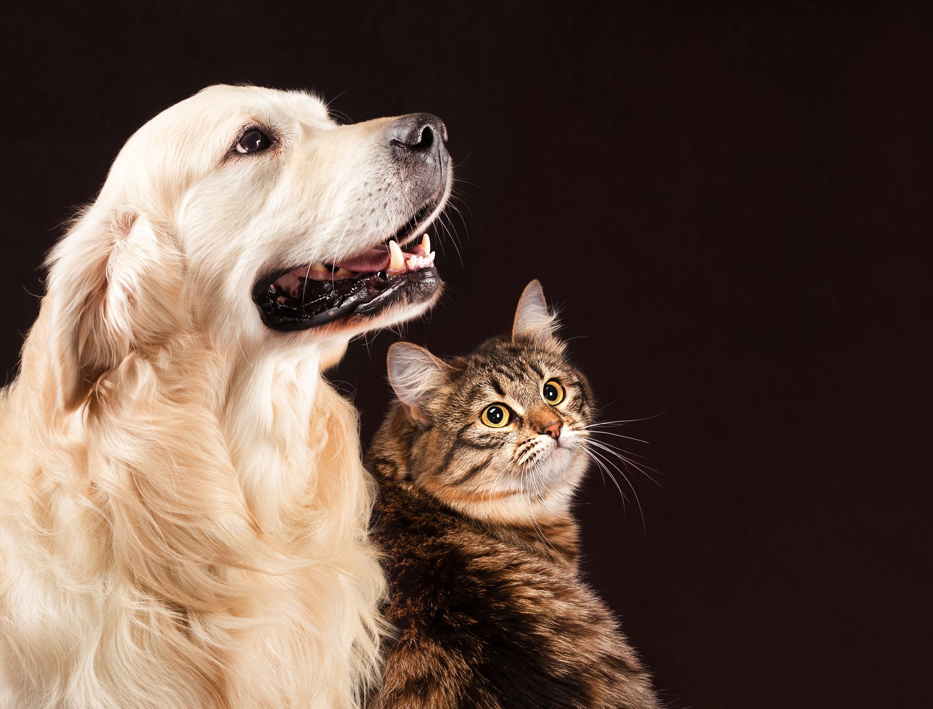 Dog and Cat in Dark Room - Belmont, WA - Belmont Avenue Veterinary Hospital
