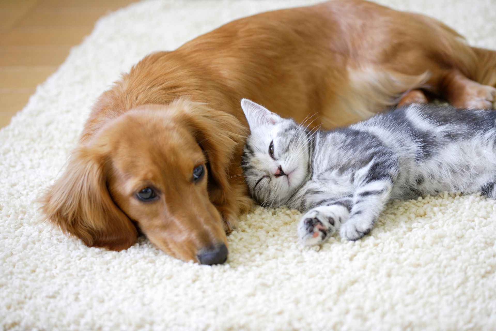 Dog and Cat Laying on the Carpet - Belmont, WA - Belmont Avenue Veterinary Hospital