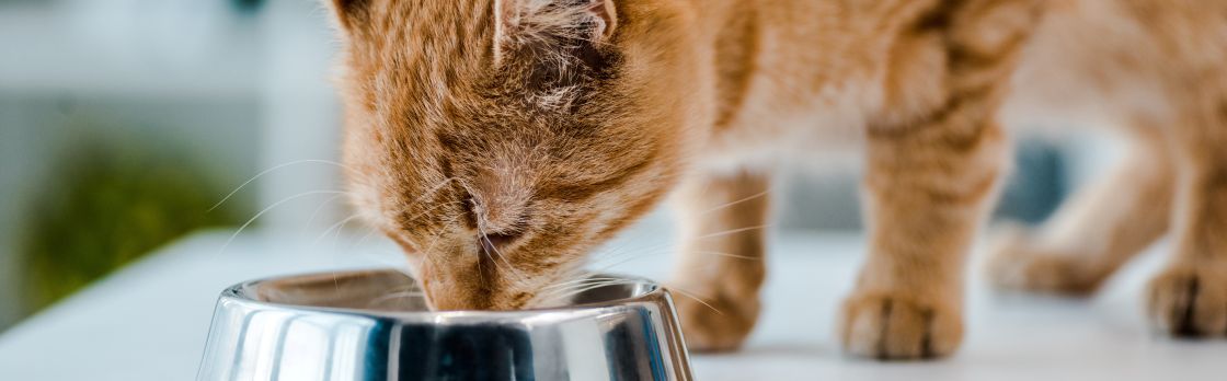 A ginger cat eating from a silver metal bowl on a white surface.