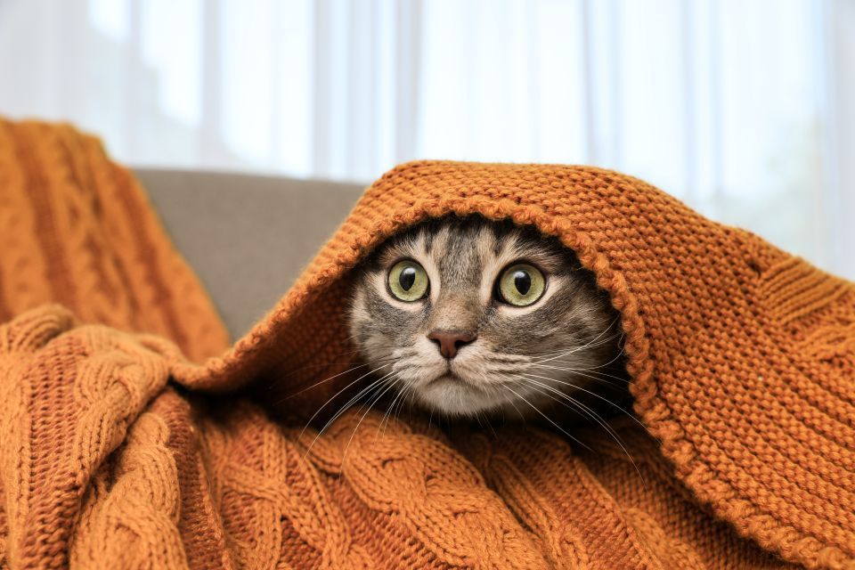 cat looking stressed hiding under orange knit blanket