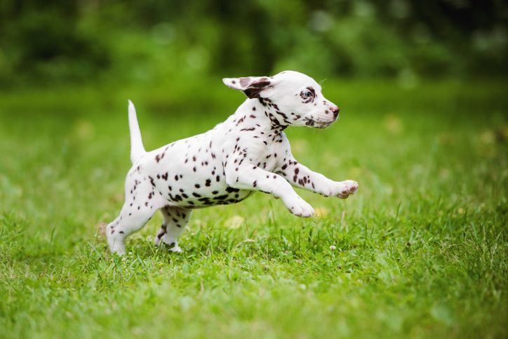 Dalmatian puppy running