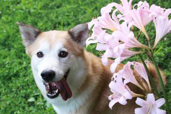 Dog Beside Flowers - Belmont, WA - Belmont Avenue Veterinary Hospital