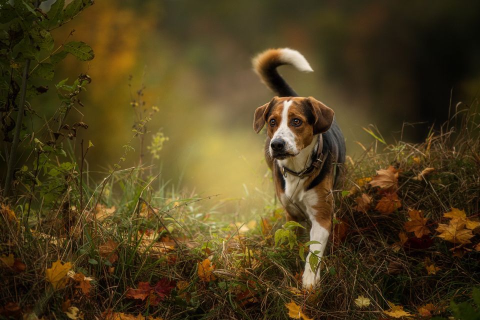 A cute dog walks cautiously through a grassy forest floor covered with scattered autumn leaves.