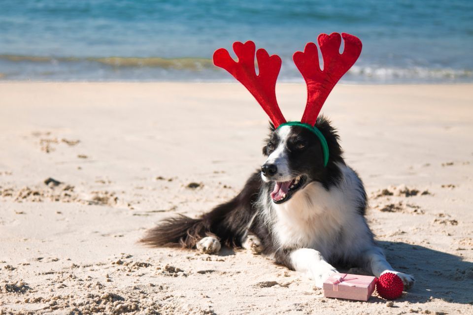A black and white dog with red reindeer antlers sits on a sandy beach