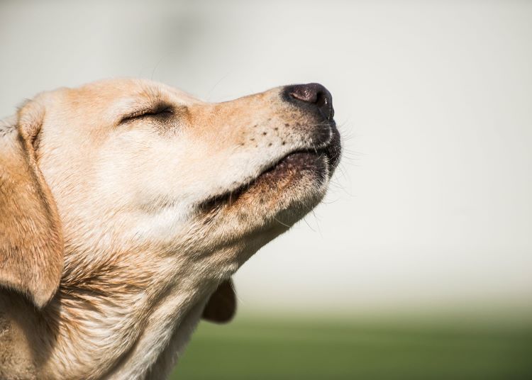 Dog with Closed Eyes