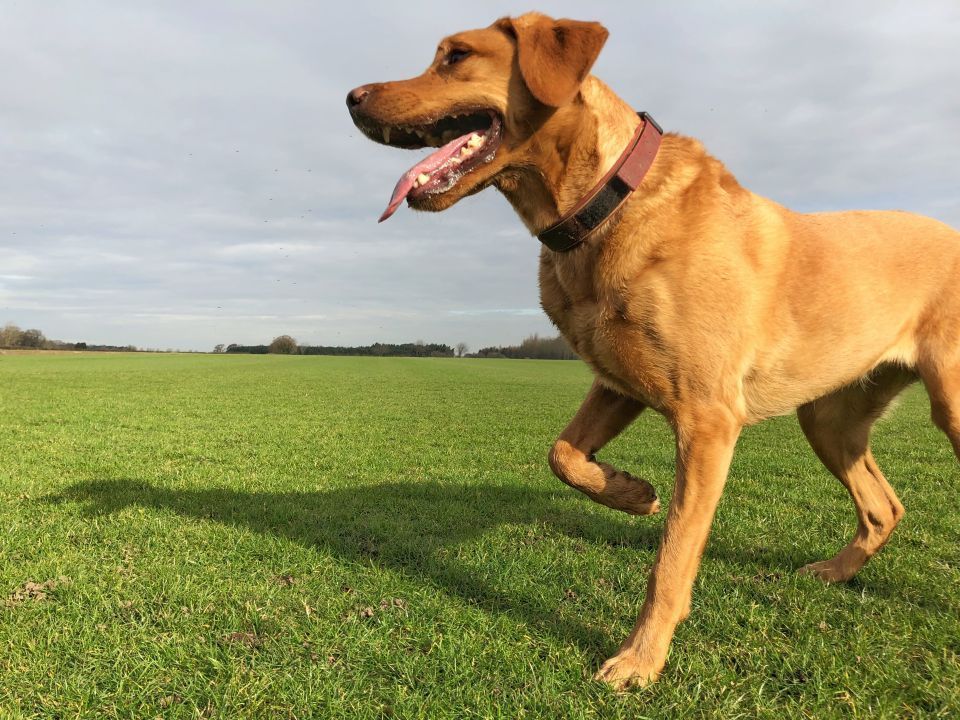 A golden-brown dog limping