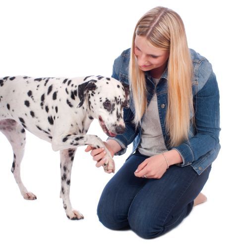 dog limping paw injury