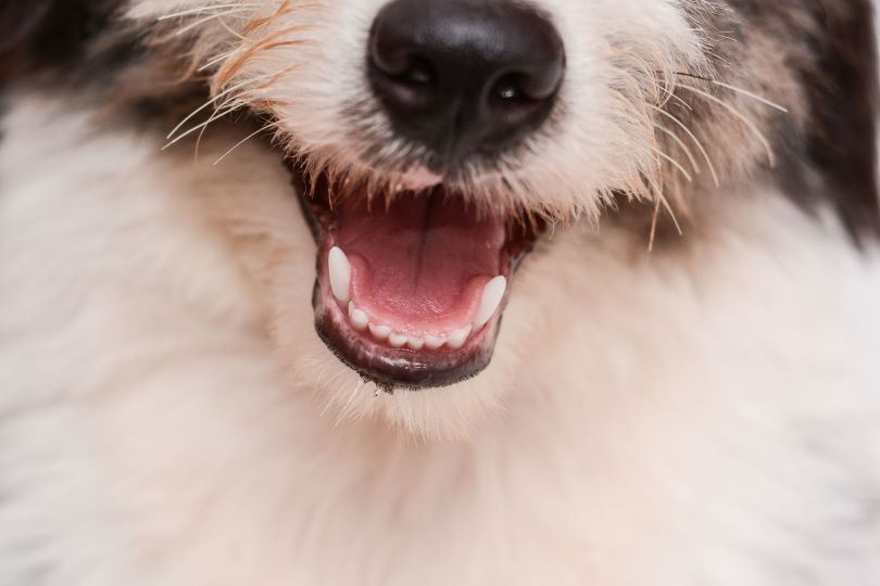 dog teeth cleaning perth, dog dentist perth