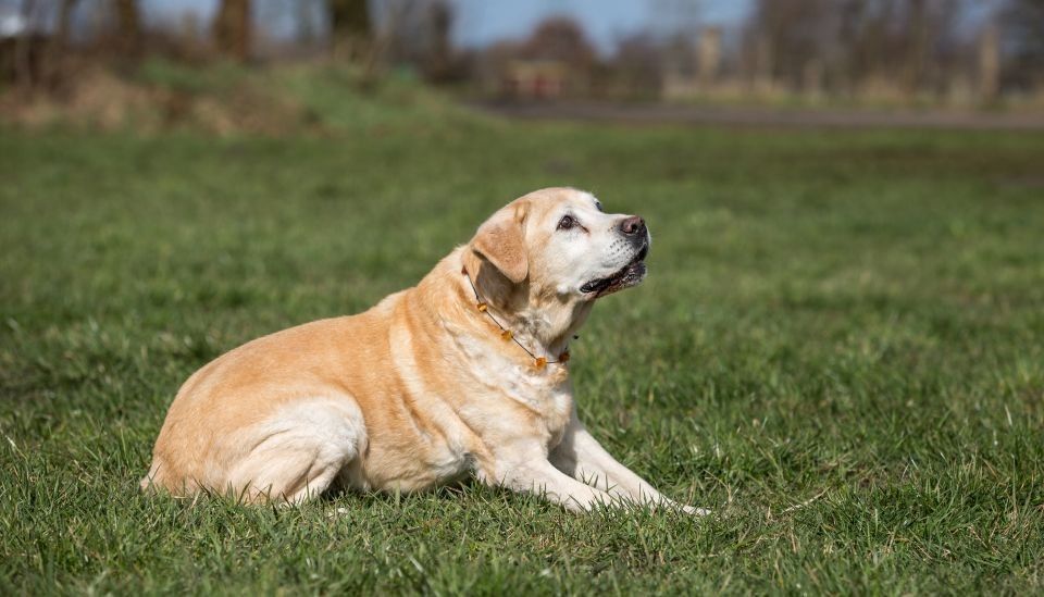 osteoarthritis in dogs