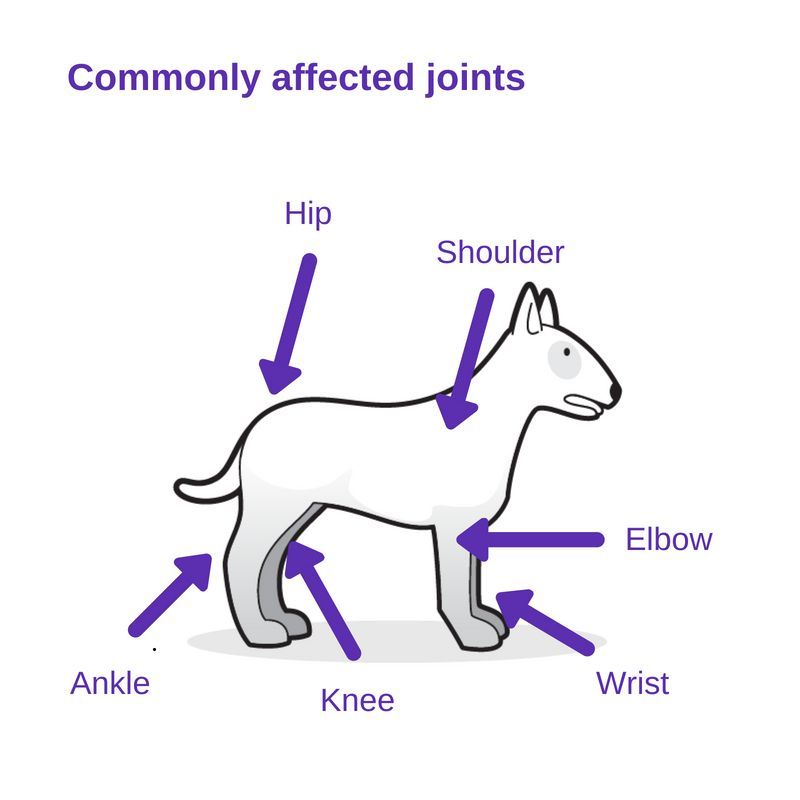 Diagram showing a osteoarthritis in dogs with purple arrows pointing to commonly osteoarthritis affected joints: hip, shoulder, elbow, knee, and ankle.