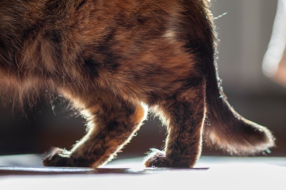 osteoarthritis cat: a close-up shot of a cat’s hind legs and tail