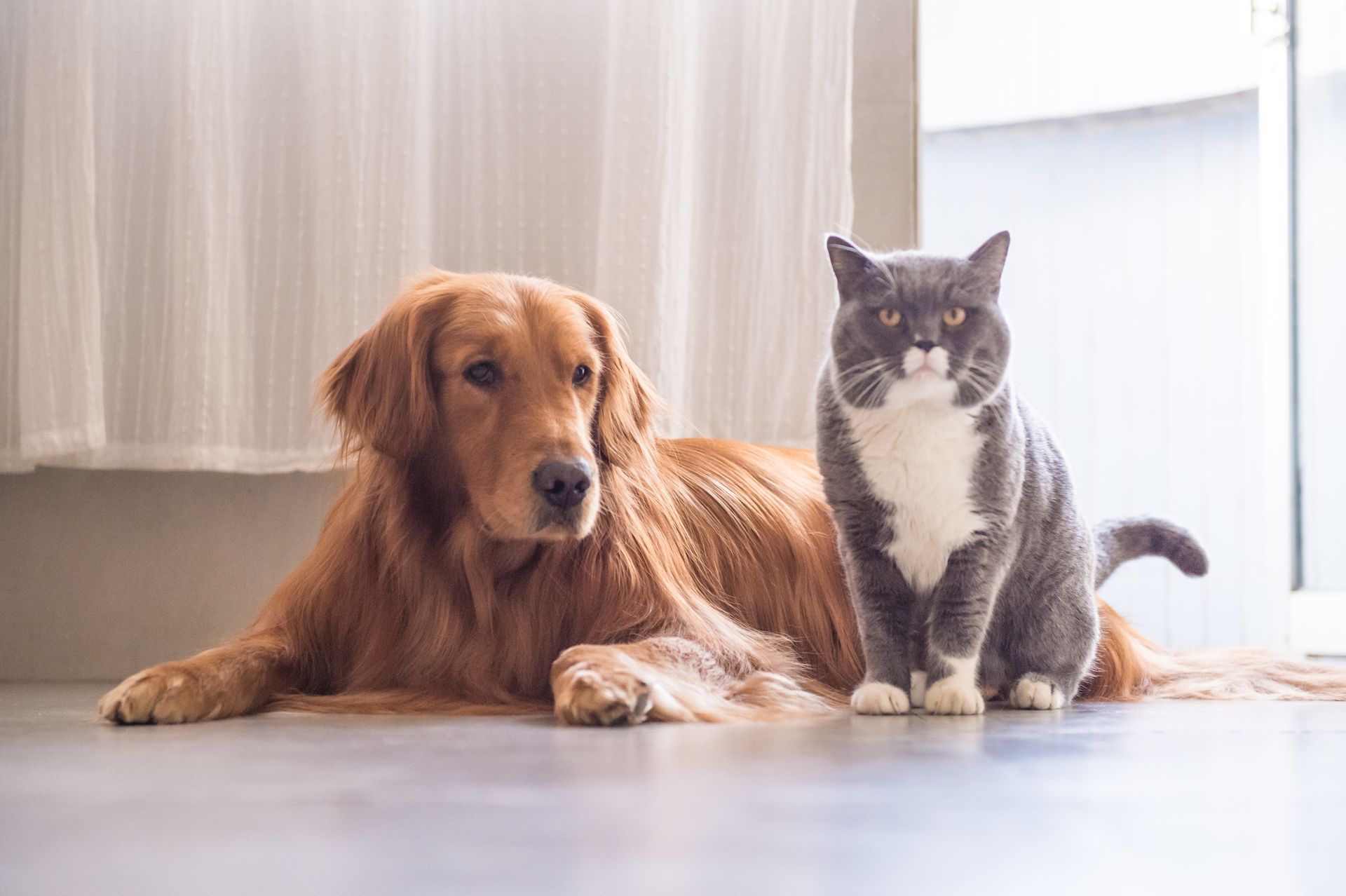 Healthy Dog and Cat - Pet Supplies Gallery