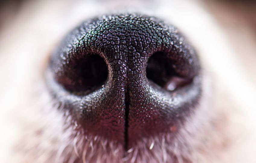 dog nose - desexing img gallery