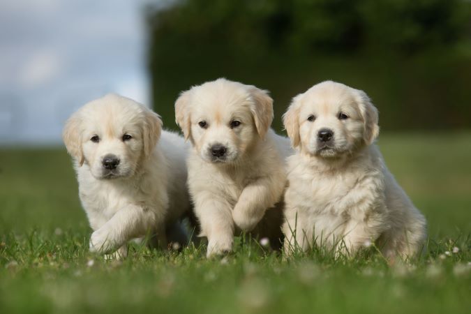 three white puppies - Belmont Avenue Veterinary Perth