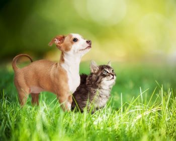 Dog and Cat Looking Up -Belmont, WA - Belmont Avenue Veterinary Hospital