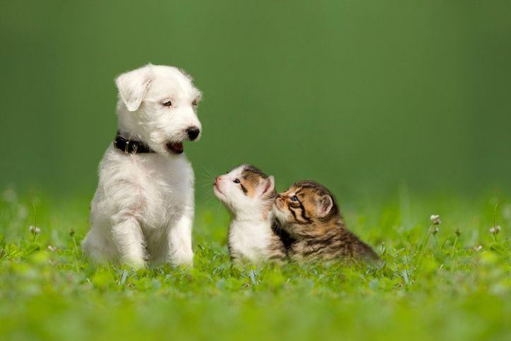 Two Kittens and a Dog