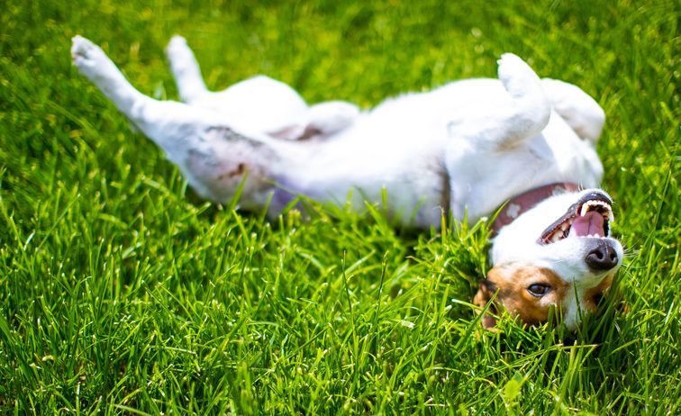 Dog Laying on the Grass