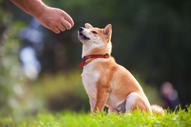 Dog Sitting on the Grass