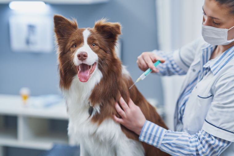 puppy vaccination- a veterinarian in a white coat and face mask administers an injection to a brown and white Border Collie