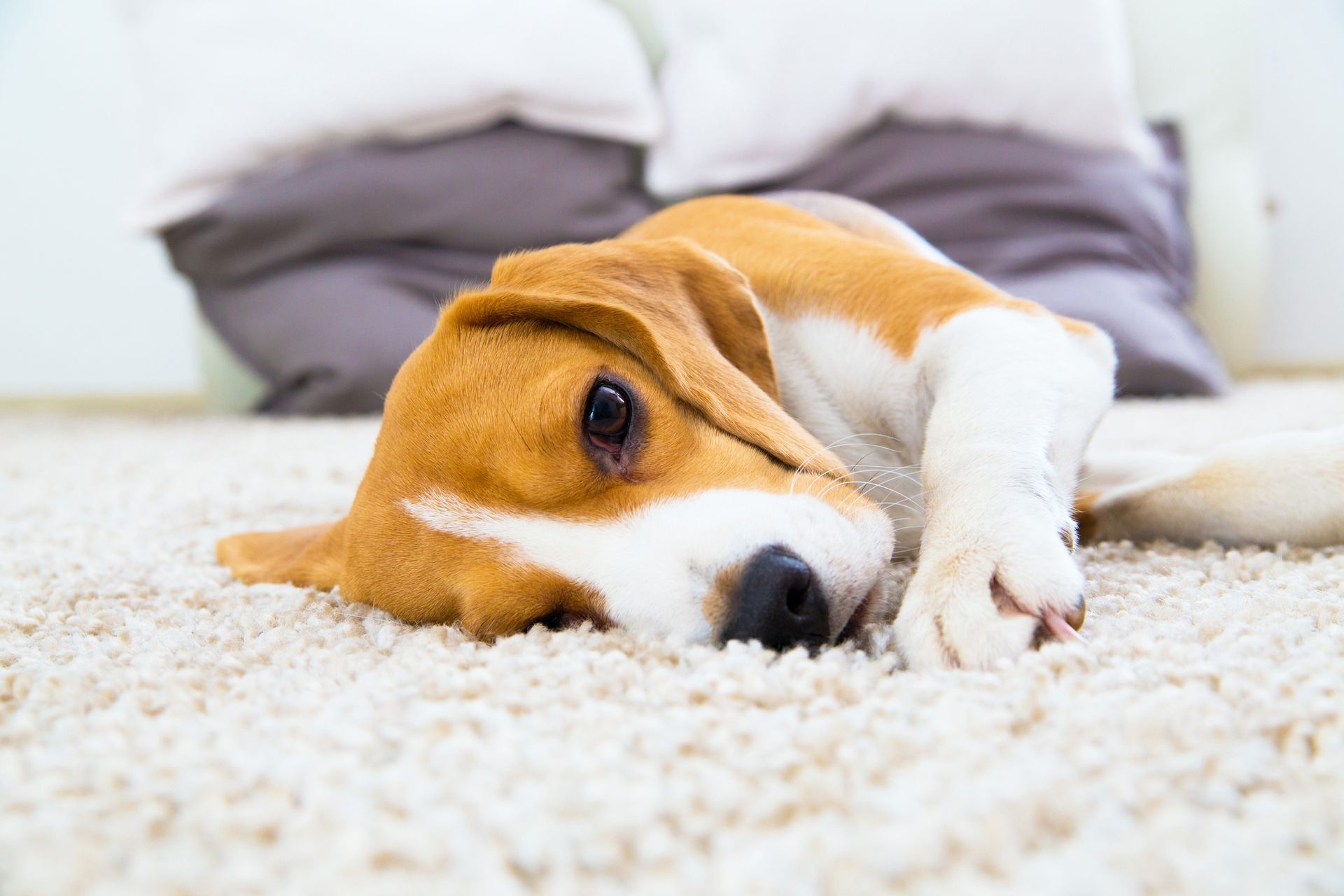 Dog Laying on a Carpet vet referral page