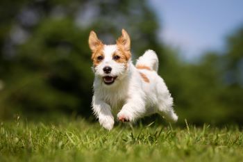 Dog Happily Running - Belmont, WA - Belmont Avenue Veterinary Hospital