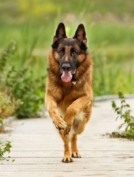 Running Dog