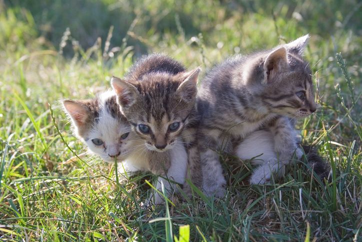 Three Kittens on the Grass ultrasound