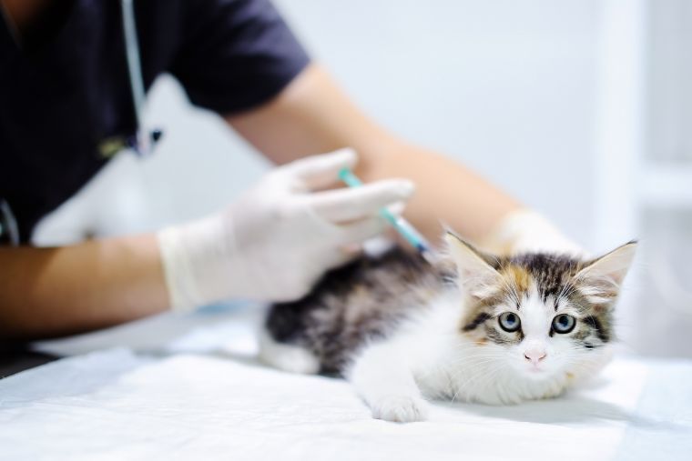 Veterinary doctor injecting vaccination to kitten