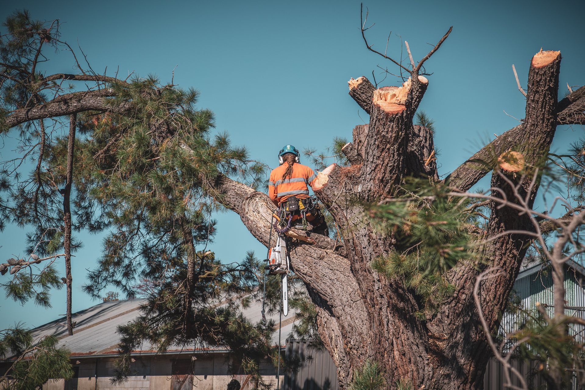 Arborist cutting tree branches, high in a tree, wearing safety gear, blue sky.