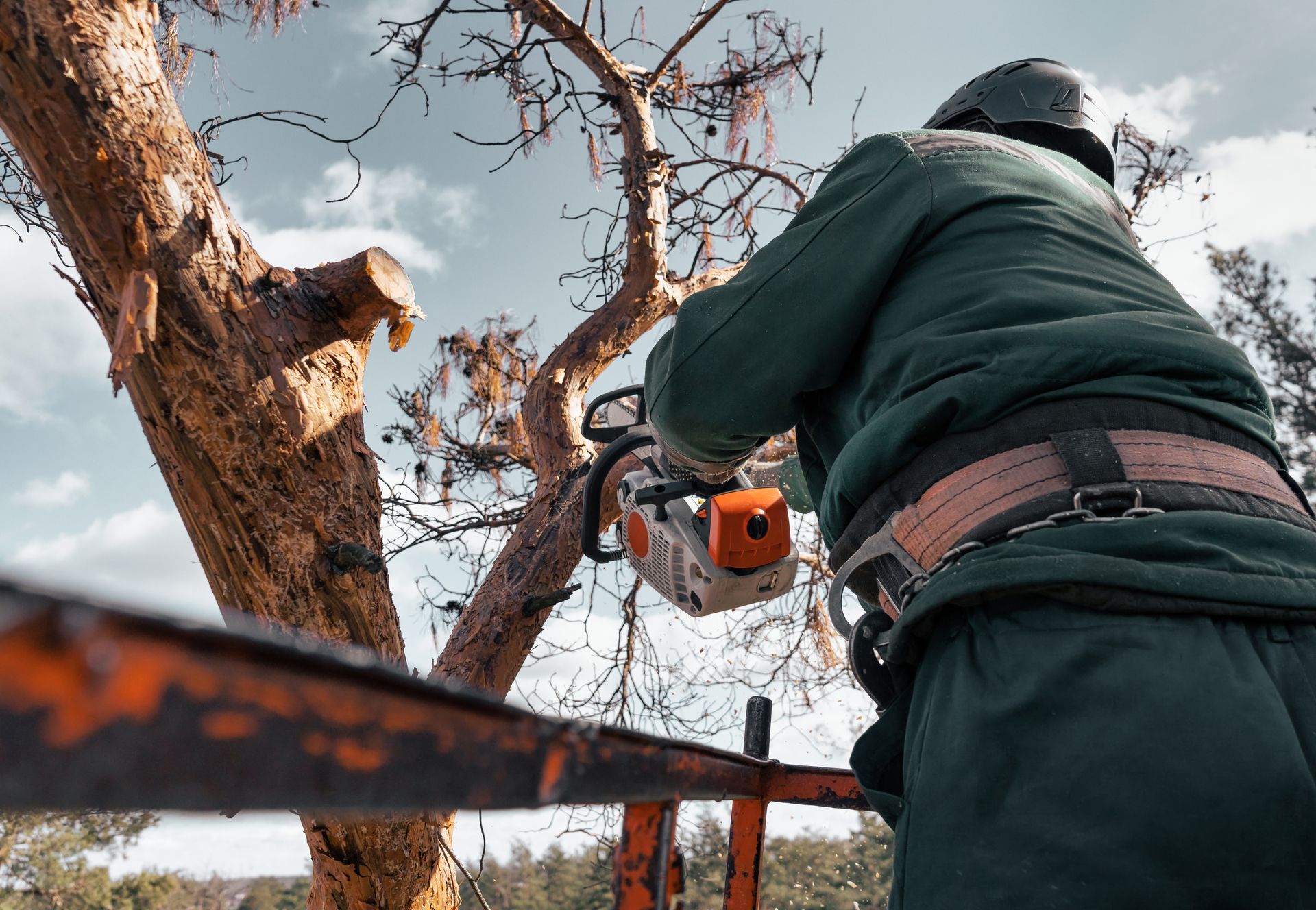 Arborist using a chainsaw to trim a tree, wearing safety gear, outdoors.