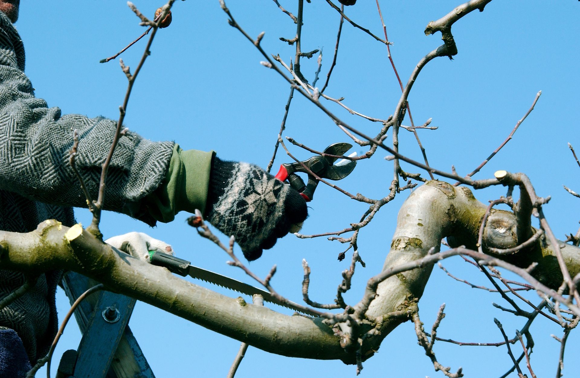 Person pruning tree branches with clippers. Sunny day, blue sky.