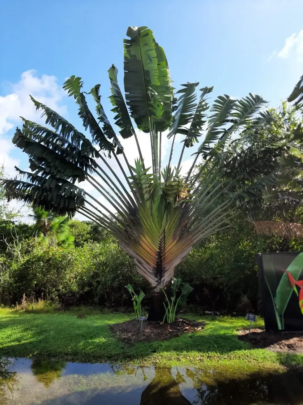 fan palm