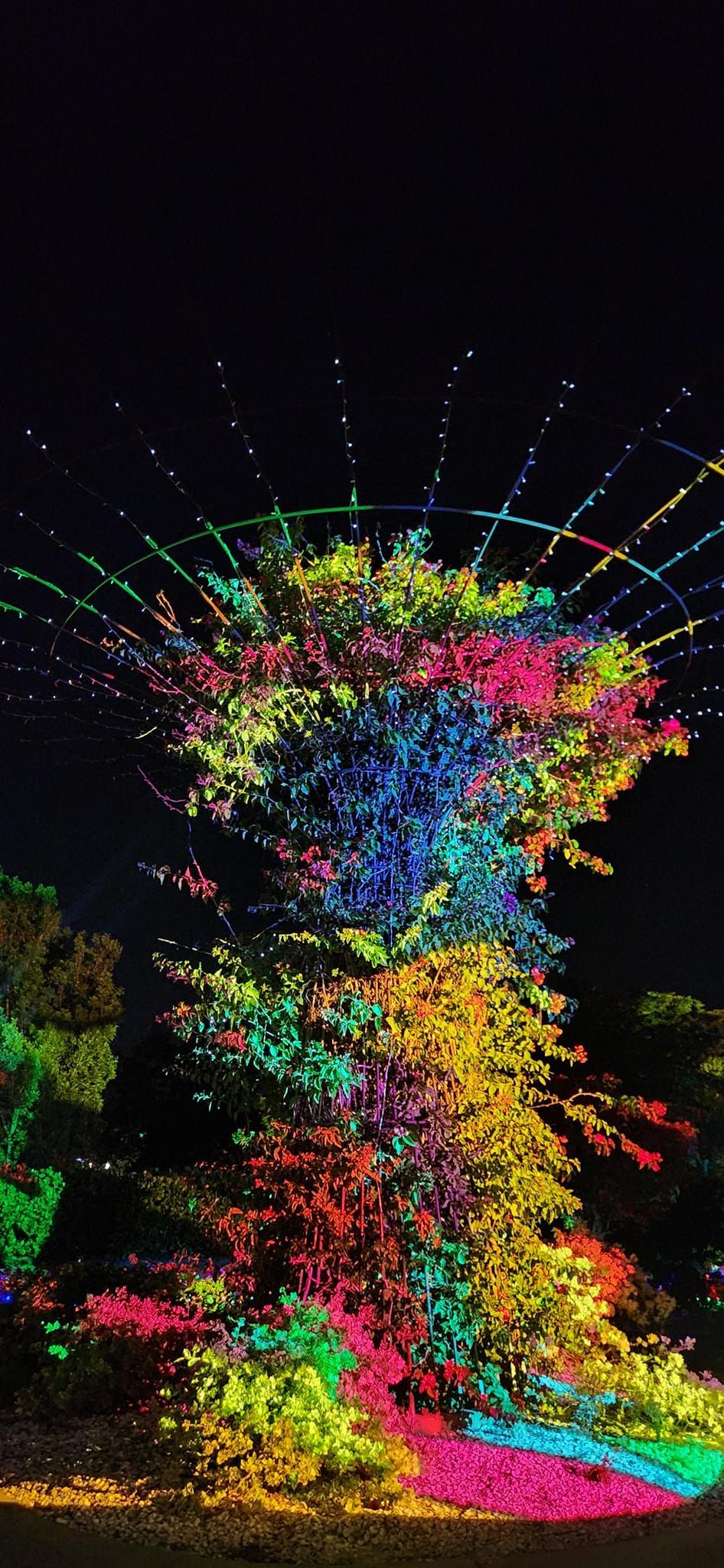 gardens aglow bouganvilla