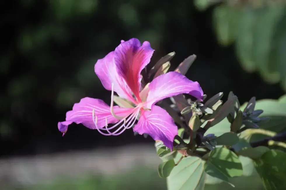flower closeup