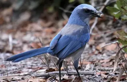 blue bird