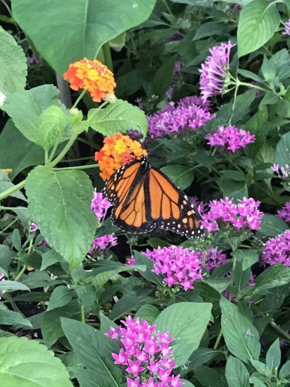 The Butterfly House Experience