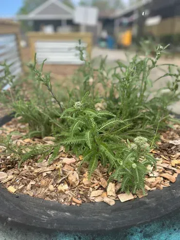 A close up of a plant in a pot with a house in the background.