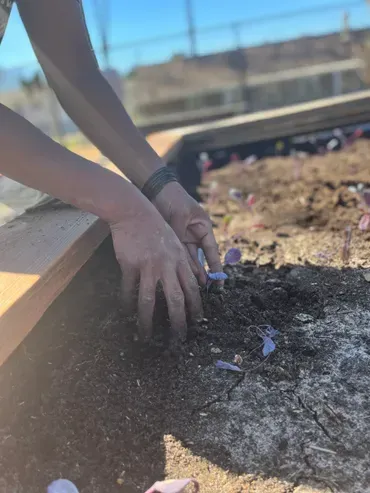 A person is planting flowers in the dirt.