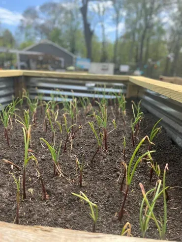A bunch of small plants are growing in a garden.