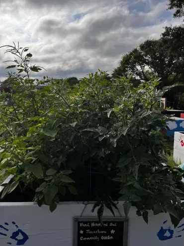 A bunch of plants are growing in a planter with a sign on it.