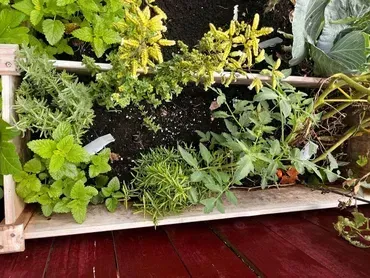 A wooden box filled with lots of different types of plants.