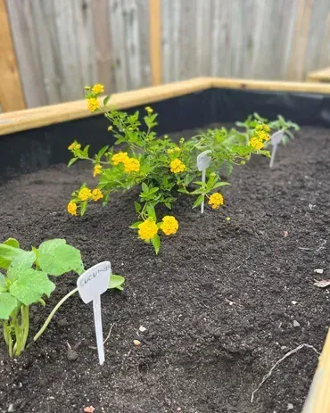 A raised garden bed with yellow flowers and green plants.