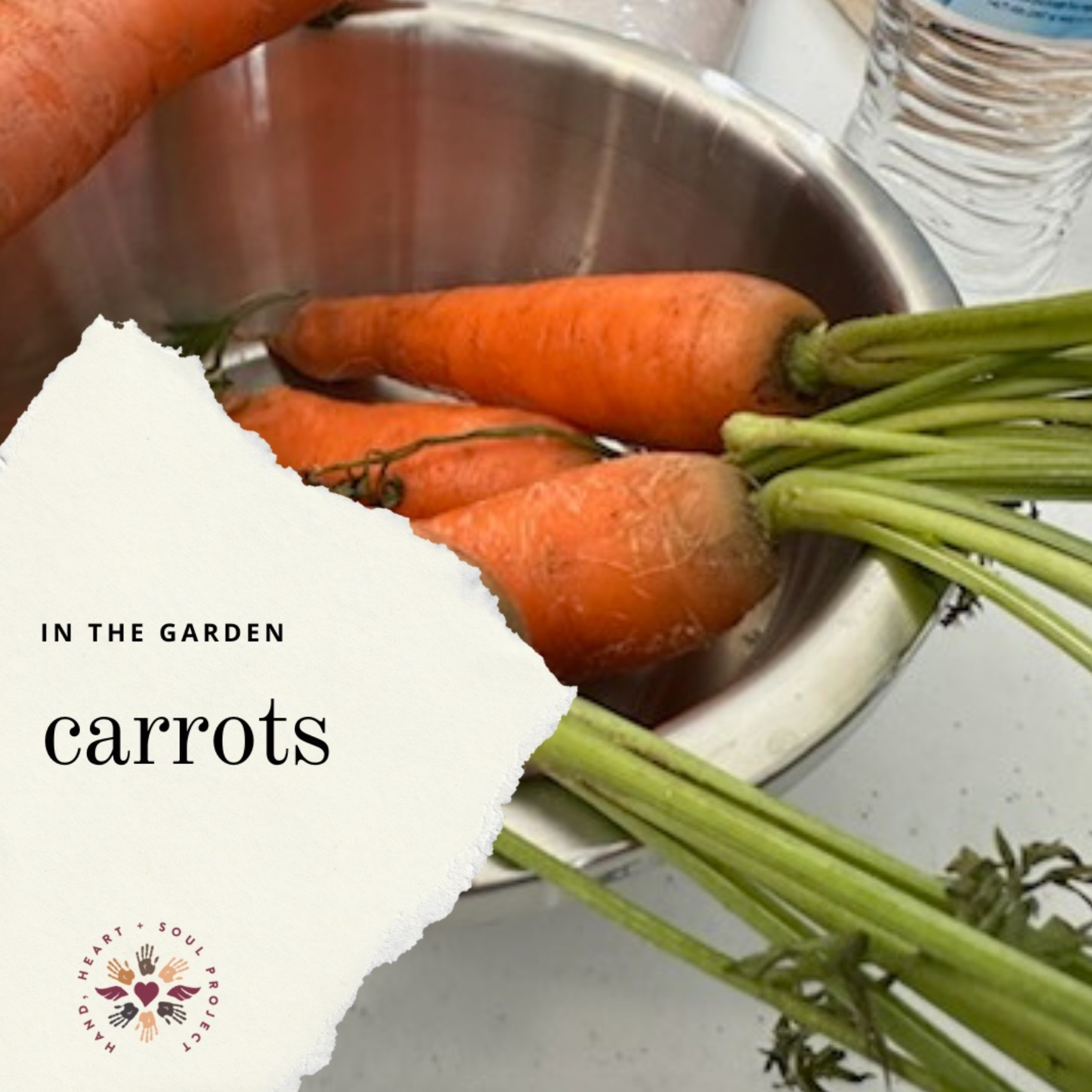 A bunch of carrots in a bowl next to a piece of paper that says in the garden carrots