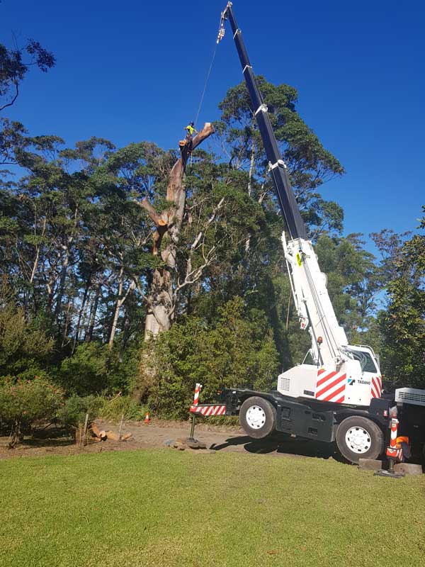 Tree Lopping — Ulladulla Crane Hire in Milton, NSW