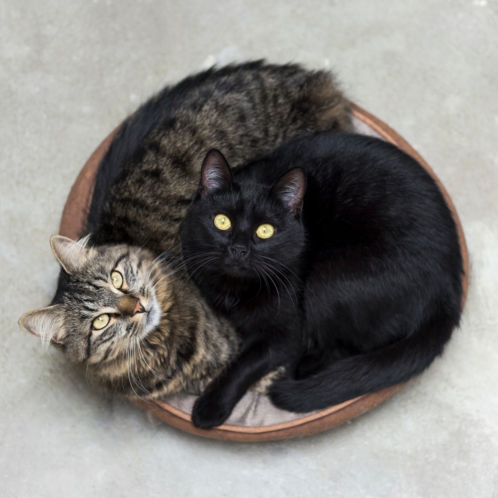 A tabby cat and a black cat curled together in a round bed, looking upward with attentive expressions.