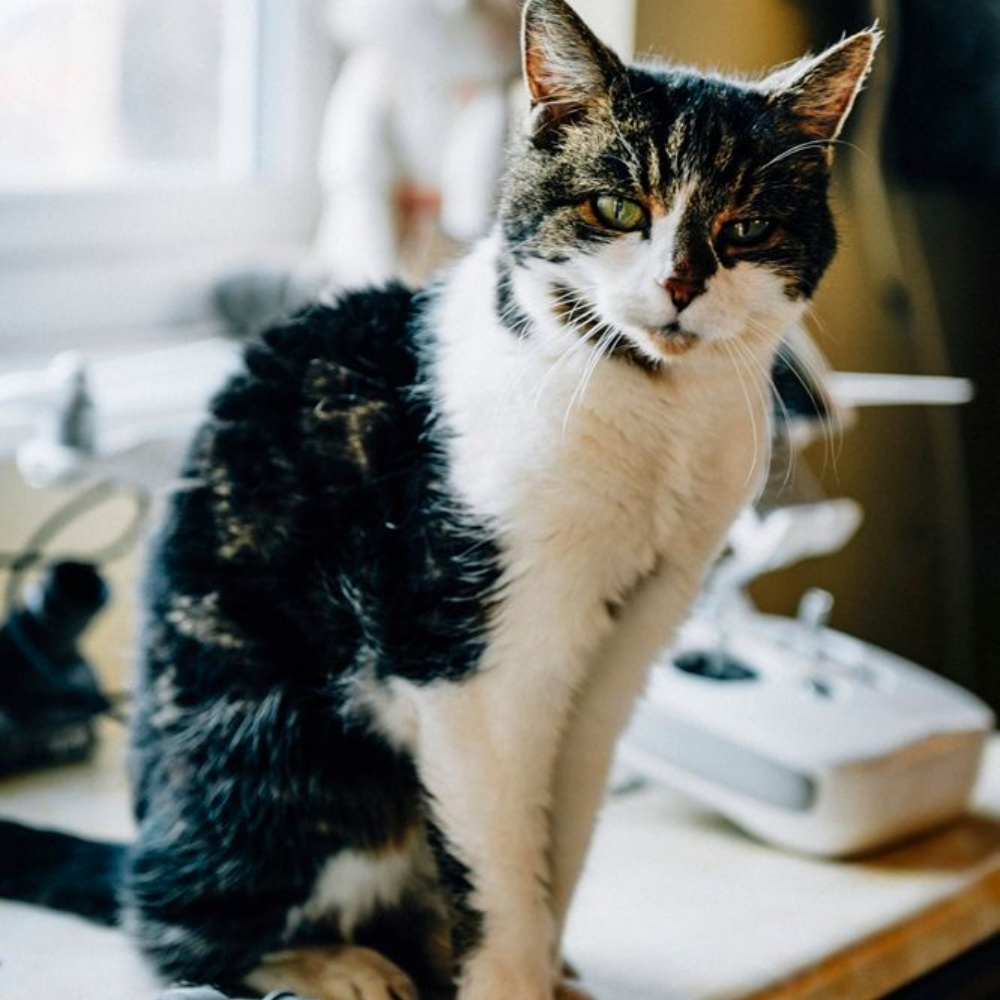 A cat with black and white fur sits on a wooden surface, looking directly at the camera with a calm expression.