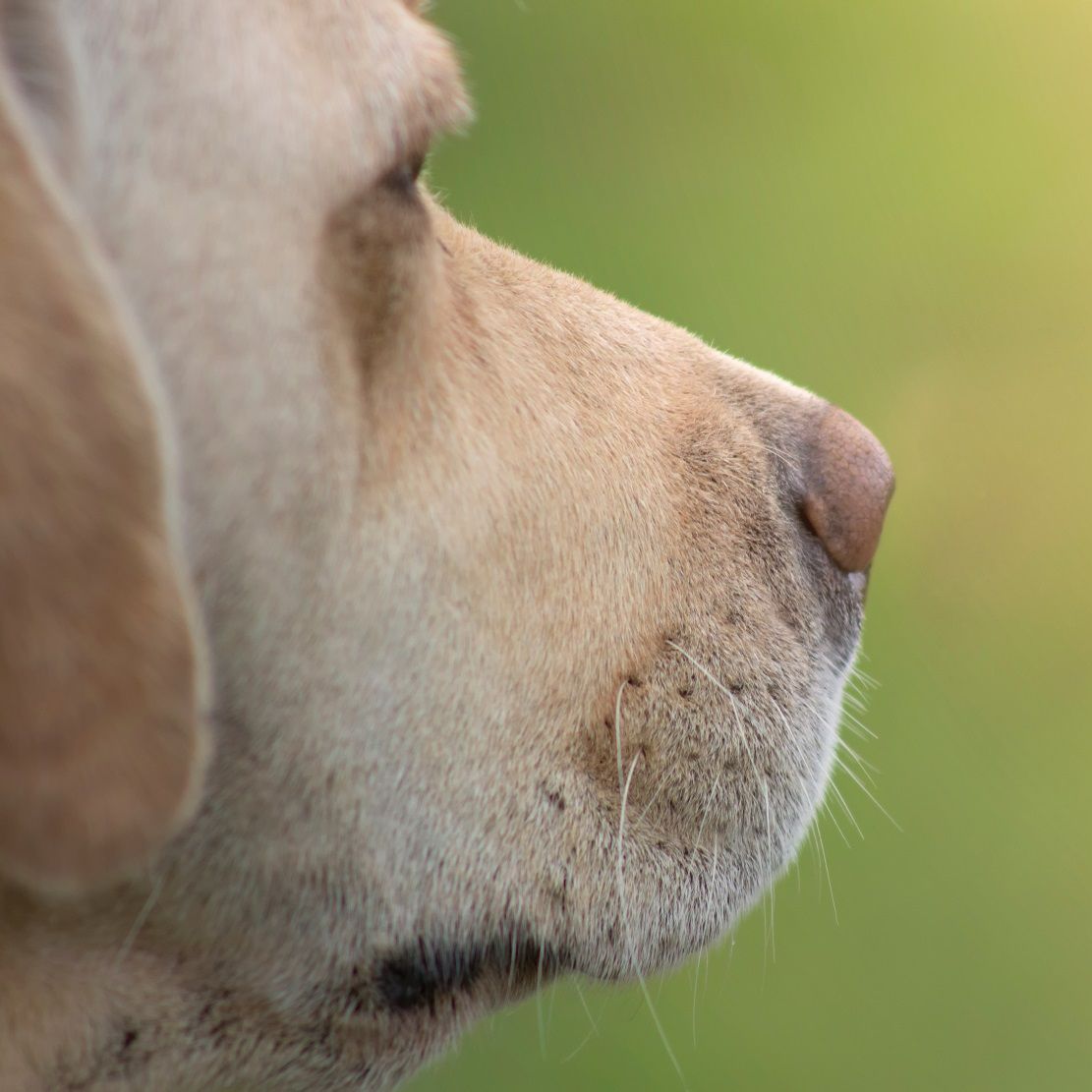 dog-cremation-services-surrey